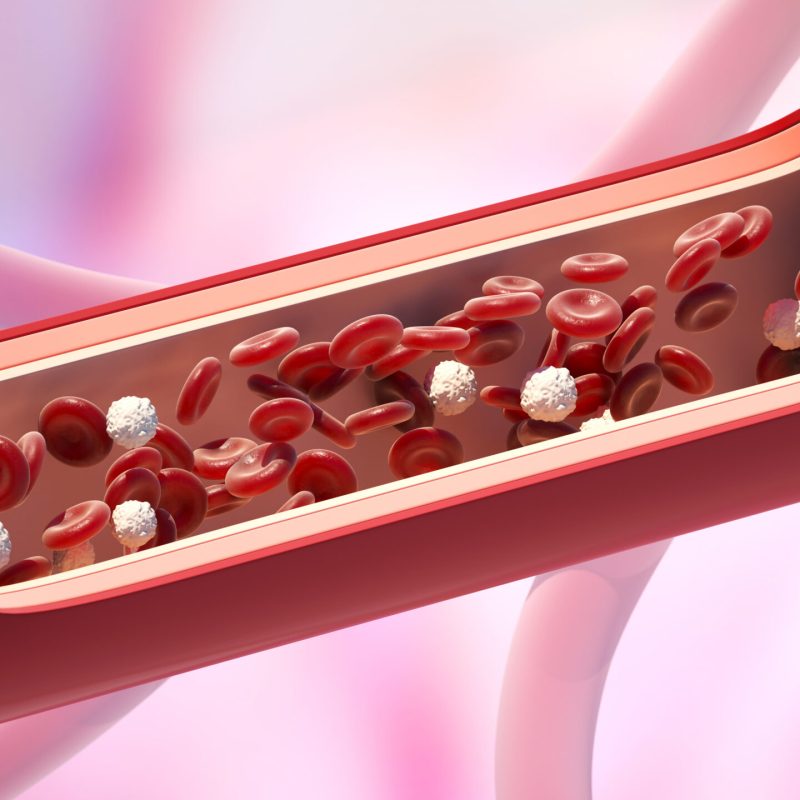 Red and white blood cells in the vein. Leukocyte normal level. 3D illustration